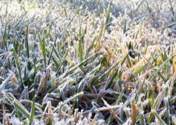 Cómo cuidar el jardín durante las heladas: césped, riego y plantas de interior