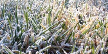 Cómo cuidar el jardín durante las heladas: césped, riego y plantas de interior