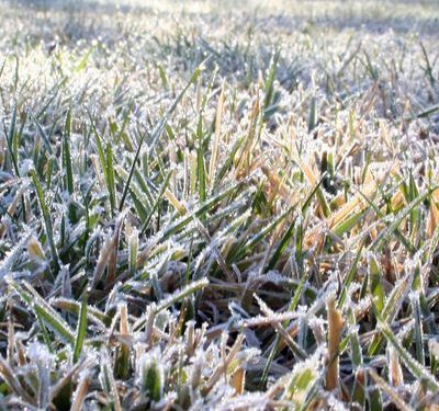 Cómo cuidar el jardín durante las heladas: césped, riego y plantas de interior