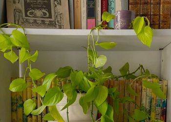 Lo que aprendimos con Marina Lucero sobre el cuidado de plantas de interior en invierno