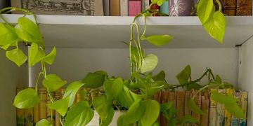 Lo que aprendimos con Marina Lucero sobre el cuidado de plantas de interior en invierno