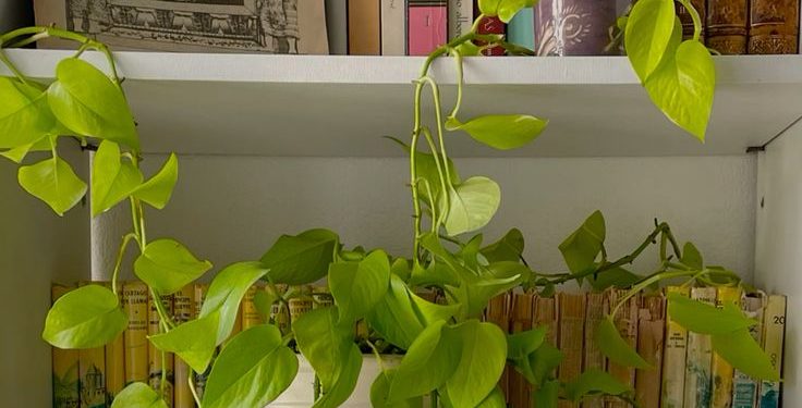 Lo que aprendimos con Marina Lucero sobre el cuidado de plantas de interior en invierno