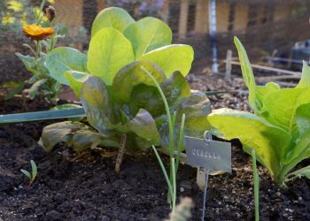 ¿Ya está para cosechar? Cómo saber si tu siembra está lista (sin arruinarla en el intento)