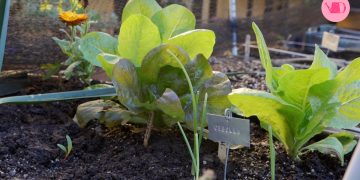 ¿Ya está para cosechar? Cómo saber si tu siembra está lista (sin arruinarla en el intento)