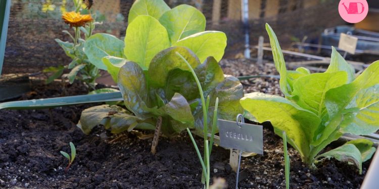 ¿Ya está para cosechar? Cómo saber si tu siembra está lista (sin arruinarla en el intento)