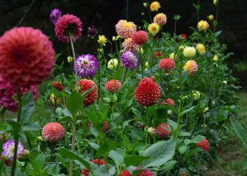 Dahlias: todo sobre la flor más glamurosa para tener en tu jardín (y también en casa)