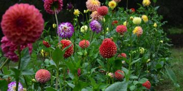 Dahlias: todo sobre la flor más glamurosa para tener en tu jardín (y también en casa)