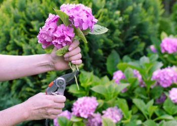 Hortensias: ¿conviene podarlas en esta época?