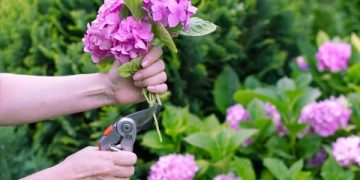 Hortensias: ¿conviene podarlas en esta época?