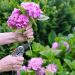 Hortensias: ¿conviene podarlas en esta época?