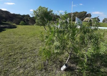 De Raíz: Aguaribay en Balcarce, una plantación que honra la memoria y mejora la vida