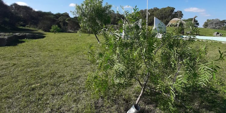 De Raíz: Aguaribay en Balcarce, una plantación que honra la memoria y mejora la vida