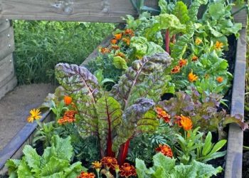 5 cultivos que no pueden faltar en tu huerta de invierno según @LaJuanitaHuertas