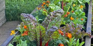 5 cultivos que no pueden faltar en tu huerta de invierno según @LaJuanitaHuertas