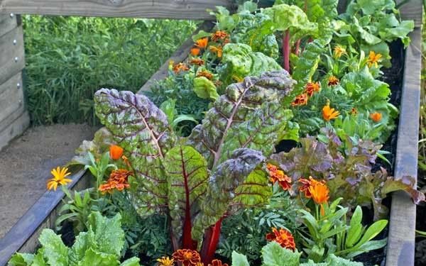 5 cultivos que no pueden faltar en tu huerta de invierno según @LaJuanitaHuertas