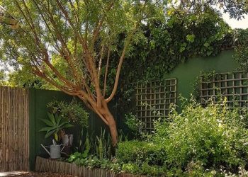Pintá tu jardín: los colores que van a ser tendencia en 2026