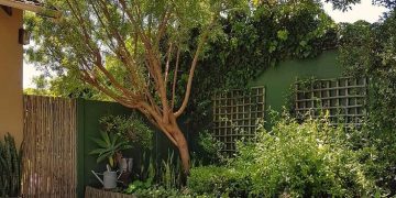 Pintá tu jardín: los colores que van a ser tendencia en 2026