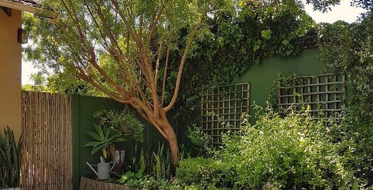 Pintá tu jardín: los colores que van a ser tendencia en 2026