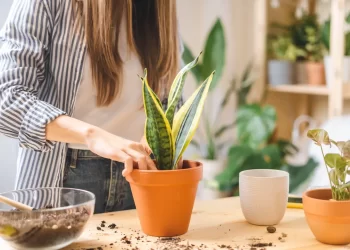 Cómo elegir la maceta perfecta: una guía con tips de los que más saben