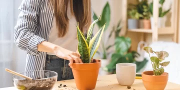 Cómo elegir la maceta perfecta: una guía con tips de los que más saben