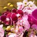 Todo sobre orquídeas: lo que tenés que saber (y más)