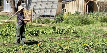 Otra que Heidi: En Río Negro se va a construir una villa agroecológica que aspira a ser una solución a la inseguridad rural y al suministro de alimentos sanos