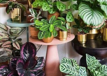 7 plantas de interior tendencia deco 2026