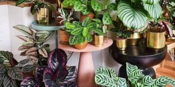 7 plantas de interior tendencia deco 2026