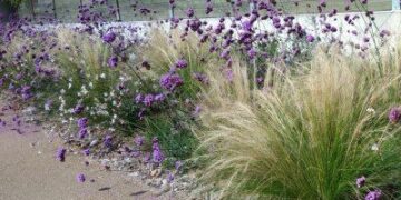 Flores nativas que atraen mariposas y abejas a tu jardín