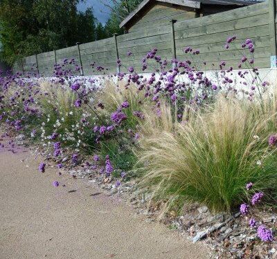Flores nativas que atraen mariposas y abejas a tu jardín