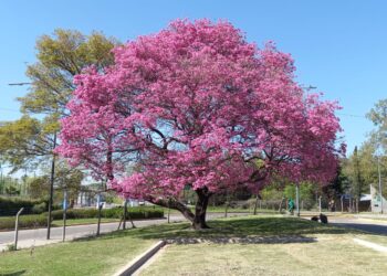 Ficha botánica: Lapacho, el árbol acutóctono que volvió a estar de moda