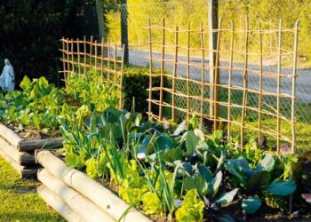 Huerta en la vereda: cuando el verde conquista la ciudad