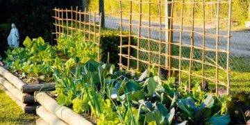 Huerta en la vereda: cuando el verde conquista la ciudad