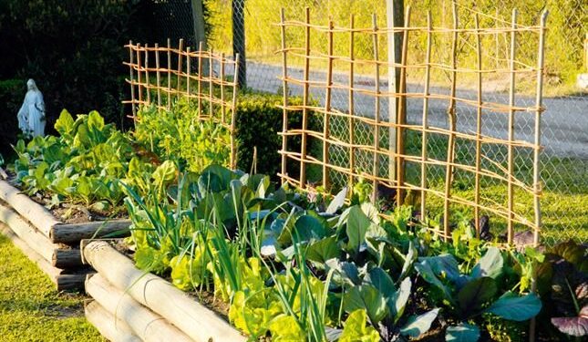 Huerta en la vereda: cuando el verde conquista la ciudad