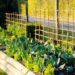 Huerta en la vereda: cuando el verde conquista la ciudad