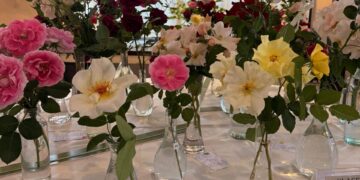 La gran Exposición de Primavera de la Asociación Argentina de Rosicultura 🌹