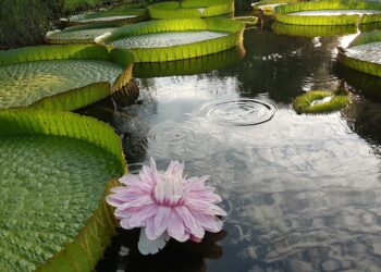 Flor de Irupé: la planta acuática que cambia de color y de género