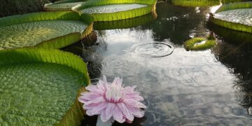 Flor de Irupé: la planta acuática que cambia de color y de género