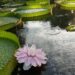 Flor de Irupé: la planta acuática que cambia de color y de género
