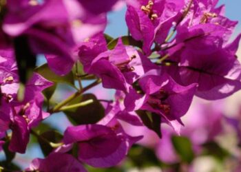 Santa Rita de hoja simple: más flores, menos mantenimiento