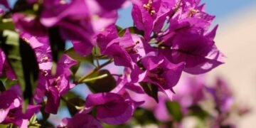 Santa Rita de hoja simple: más flores, menos mantenimiento