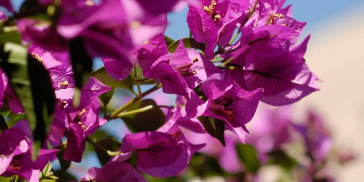 Santa Rita de hoja simple: más flores, menos mantenimiento