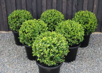 El truco definitivo para podar buxus (y lograr una forma perfecta)