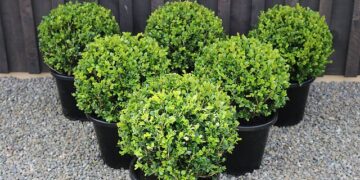 El truco definitivo para podar buxus (y lograr una forma perfecta)