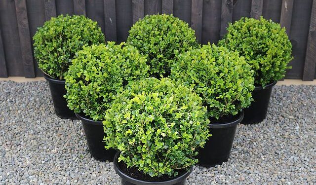 El truco definitivo para podar buxus (y lograr una forma perfecta)