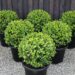 El truco definitivo para podar buxus (y lograr una forma perfecta)