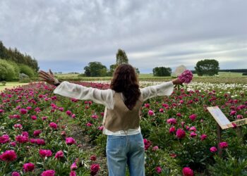 Guía completa de peonías: 10 variedades irresistibles y todo lo que tenés que saber antes de cultivarlas