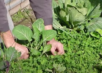 El Viejo Farmer y la técnica del “Living Soil”: cuando el suelo se convierte en un ecosistema
