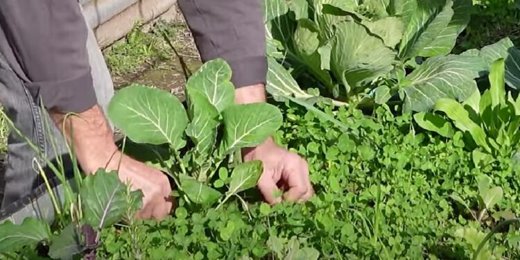 El Viejo Farmer y la técnica del “Living Soil”: cuando el suelo se convierte en un ecosistema