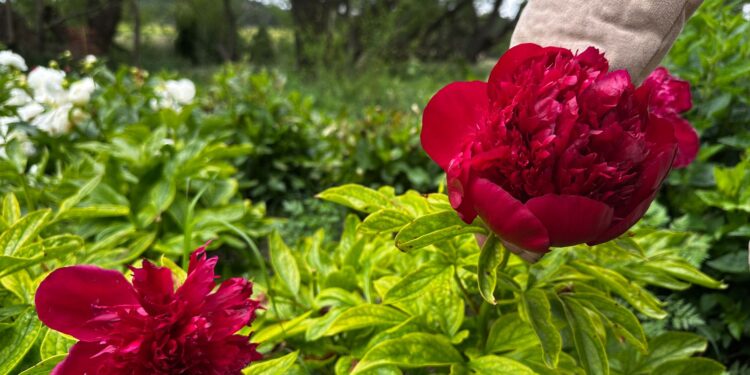 Ficha botánica: Paeonia ‘Karl Rosenfield’, la peonía roja más espectacular